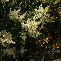 Wendlandia bicuspidata Wight & Arn.